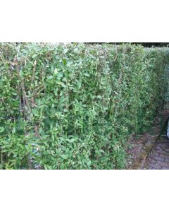 Ligustrum vulgare C2