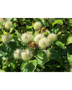 Cephalanthus occidentalis C3