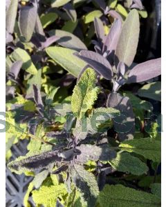 Salvia off. 'Purpurascens' C2