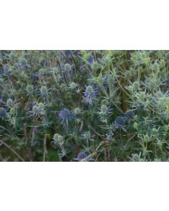 Eryngium planum P9 / 24 per kist