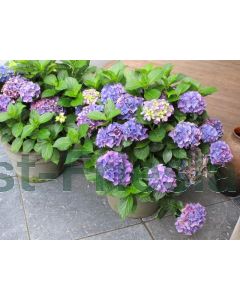 Hydrangea macr. 'Early Blue' C2