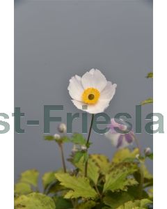 Anemone hupehensis C1.5