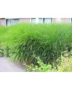 Miscanthus sin. 'Gracillimus' P9 / 24 per kist