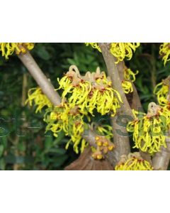 Hamamelis int. 'Pallida' 60-80 cm C7.5