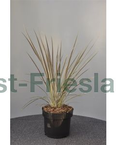 Cordyline bank.'Electric Flash' 30-40 cm C5