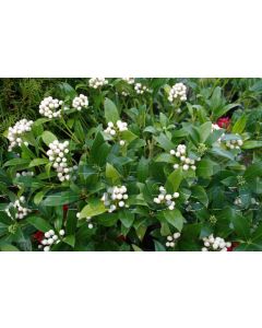 Skimmia jap. 'Kew White' C5