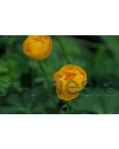 Trollius 'Orange Princess' P9 / 24 per kist