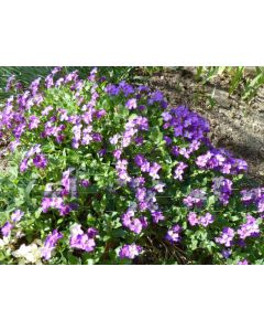 Aubrieta 'Cascade Blue' P9 / 24 per kist