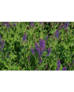 Salvia nem  'Blauhügel' P9 / 24 per kist