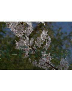 Prunus yedoensis 200-250 cm C75 Meerstam