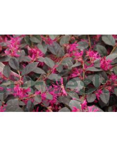 Loropetalum ch. 'Fire Dance' C9