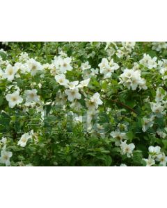 Philadelphus 'Belle Etoile' C3