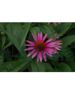 Echinacea purp. 'Pica Bella' P9 / 24 per kist