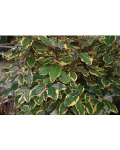 Elaeagnus ebb.'Vivileg' C30 100 cm stam