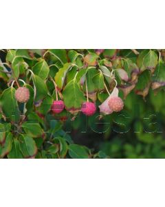 Cornus kousa 'Chinensis' 60-80 cm C5