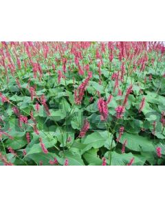 Persicaria amplexicaulis P9 / 24 per kist