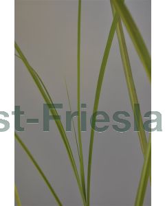 Miscanthus sin. 'Graziella' P9 / 24 per kist