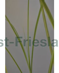 Miscanthus sin. 'Graziella' C3