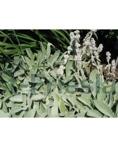 Stachys byzantina 'Cotton Boll' P9 / 24 per kist