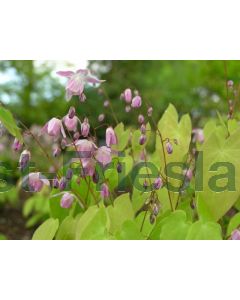 Epimedium grand. 'Rose Queen' P9 / 24 per kist