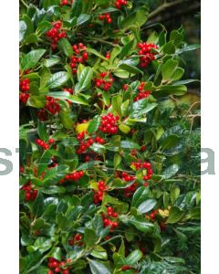 Ilex aq. 'J.C. van Tol' C12 80 cm stam