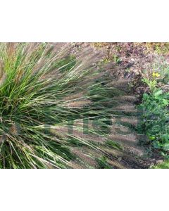 Pennisetum al. 'Viridescens' C2