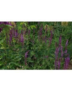 Salvia nem. 'Amethyst' P9 / 24 per kist