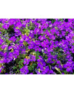 Aubrieta 'Hamburger Stadtpark' P9 / 24 per kist