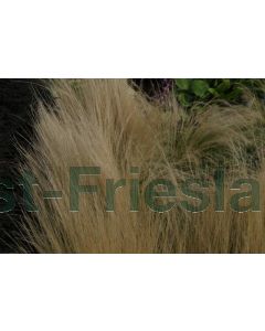 Stipa tenuissima P11