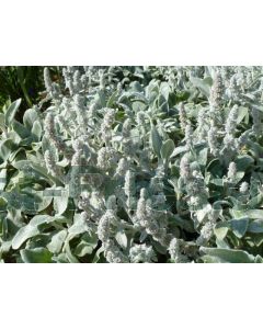 Stachys byzantina P9 / 24 per kist