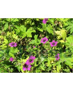 Geranium 'Ann Folkard' P9 / 24 per kist