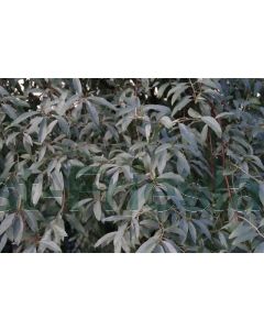 Elaeagnus ebb. 'Quicksilver' 100-125 cm C9