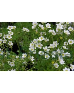 Saxifraga (A) 'Schneeteppich' P9 / 24 per kist