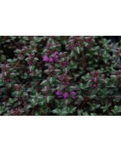 Lamium mac. 'Shell Pink' P9 / 24 per kist