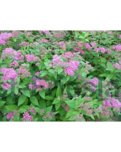 Spiraea japonica 'Manon' 30-40 cm C2