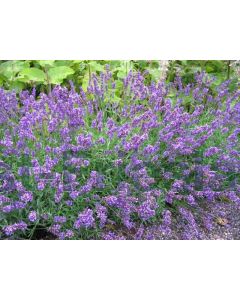 Lavandula ang. 'Hidcote' P9 / 24 per kist