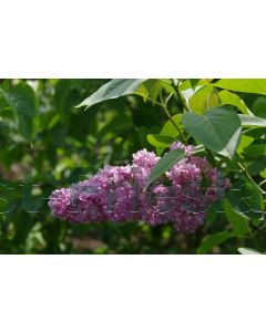 Syringa v. 'Belle de Nancy' 100-125 cm C20