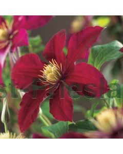 Clematis 'Niobe' 75 cm C2