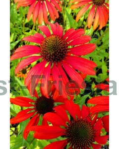 Echinacea purp. 'Tomato Soup' C2