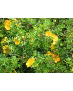 Potentilla f. 'Tangerine' P14