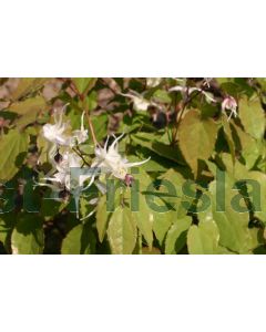 Epimedium grandiflorum P9 / 24 per kist