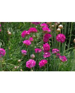 Armeria mar. 'Dusseldorfer Stolz' P9 / 24 per kist