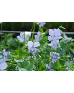 Viola (C) 'Boughton Blue' P9 / 24 per kist