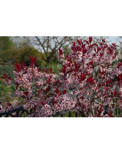 Prunus cistena C5 80 cm stam