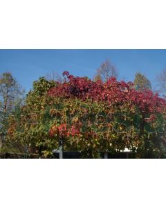 Liquidambar styr. 'Gum Ball' C20 200 cm stam