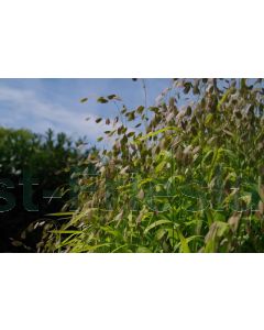 Chasmanthium latifolium P9 / 24 per kist