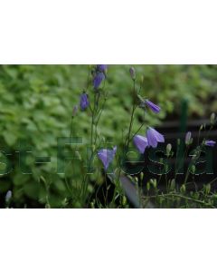 Campanula rotundifolia P9