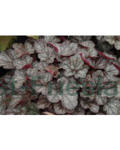 Heuchera 'Regina' P9 / 24 per kist