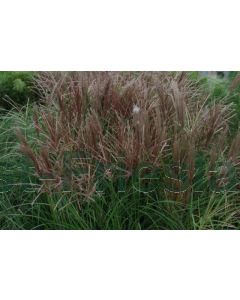 Miscanthus sin. 'Red Chief' P9 / 24 per kist