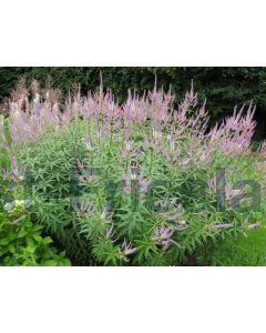 Veronicastrum virg. 'Lavendelturm' P9 / 24 per kist